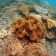 Corals of Indonesia to be identified