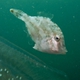 Whitebar Filefish (Juvenile)