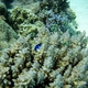 Palette Surgeonfish (Juvenile)