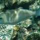 Candelomoa Parrotfish