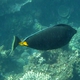 Orangespine Unicornfish