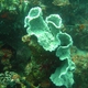 Tube Sponge