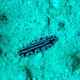 Blue Sphinx Nudibranch