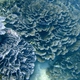 Membraneous Coral