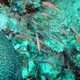 Bluelip Parrofish (Juvenile)