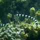 Yellow-lipped Sea Krait