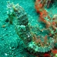 Winged Seahorse