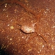Thornback Cowfish (Juvenile)