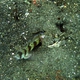 Arcfin Shrimpgoby