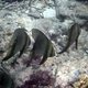 Orbicular Batfish (Juvenile)