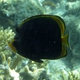 Black Butterflyfish