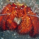 Red Hermit Crab