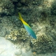 Yellow-and-Blueback Fusilier
