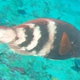 Red-barred Parrotfish