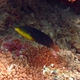 Yellow-breasted Wrasse