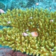 Divaricata Coral