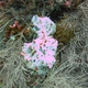 Frondy Black Coral