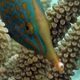 Harlequin Filefish