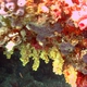 Flower Tree Coral