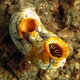 Golden Sea Squirt