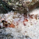 Guam Scorpionfish