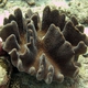 Bladed Leather Coral