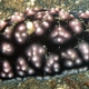 Pustule Phyllidiella