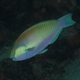 Bleeker's Parrotfish