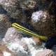 Lined Fangblenny