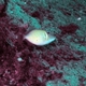Scythe Triggerfish