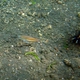 Three-striped Whiptail