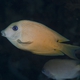 Twospot Surgeonfish
