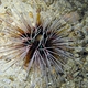 Double-spined Urchin