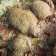 Flowerpot Coral