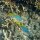 Yellow-and-Blueback Fusilier