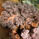 Knobby Leather Coral