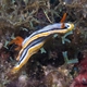 Magnifa Nudibranch