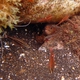 Hartzfeld's Cardinalfish (juvenile)