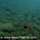 Blackpatch Triggerfish