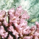 Red Sea Longnose Filefish