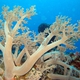 Smooth Tree Coral