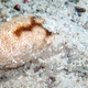 Marmorate Sea Cucumber