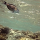 Sohal Surgeonfish