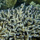 Formosa Coral
