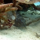 Leopard Coral Grouper