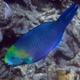 Greensnout Parrotfish