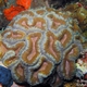 Lordhowensis Coral