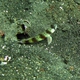 Arcfin Shrimpgoby