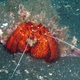 Red Hermit Crab