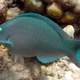 Queen Parrotfish
